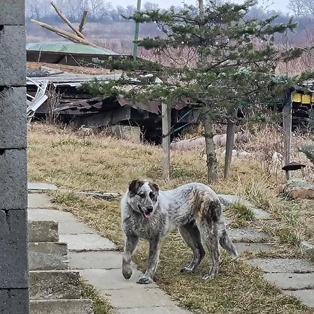 Pensiunea agroturistica Casa Sirca Boghiş Esterno foto